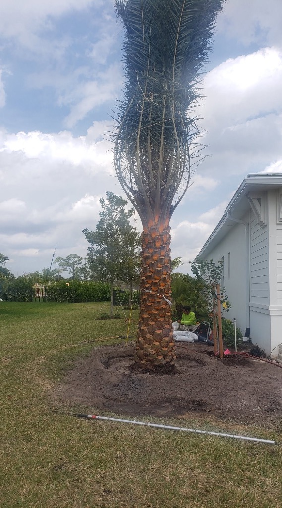 SPS crew installing a large palm tree at a residential property in South Florida